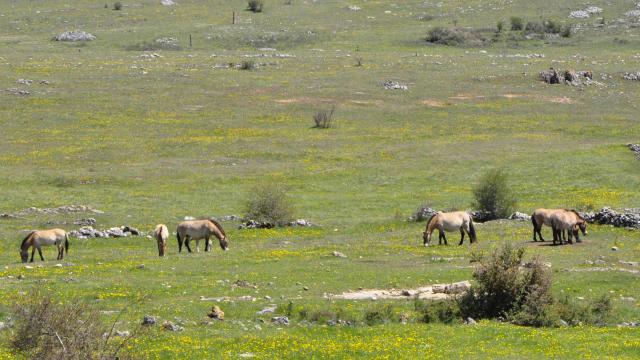 Chevaux de Przewalski en semi liberté sur le causse méjean