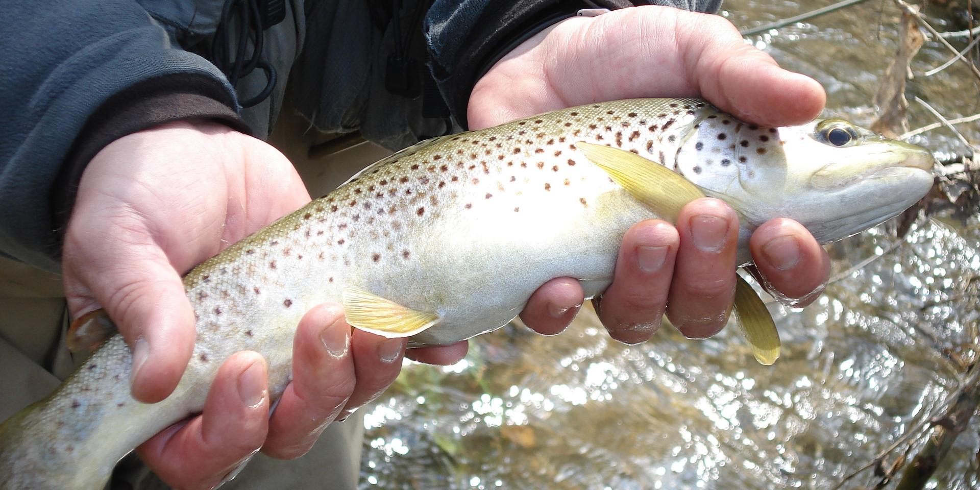 River trout in Lozère.