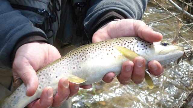 River trout in Lozère.