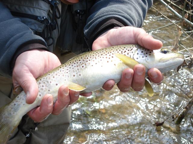 River trout in Lozère.