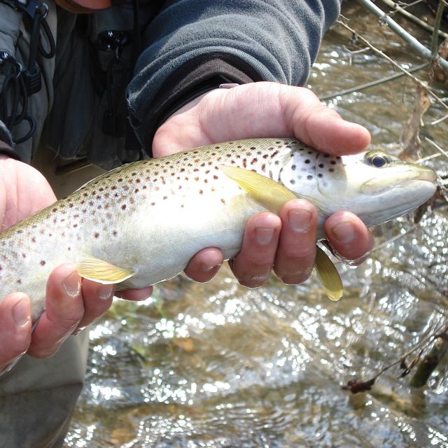 Truite fario rivière en Lozère.