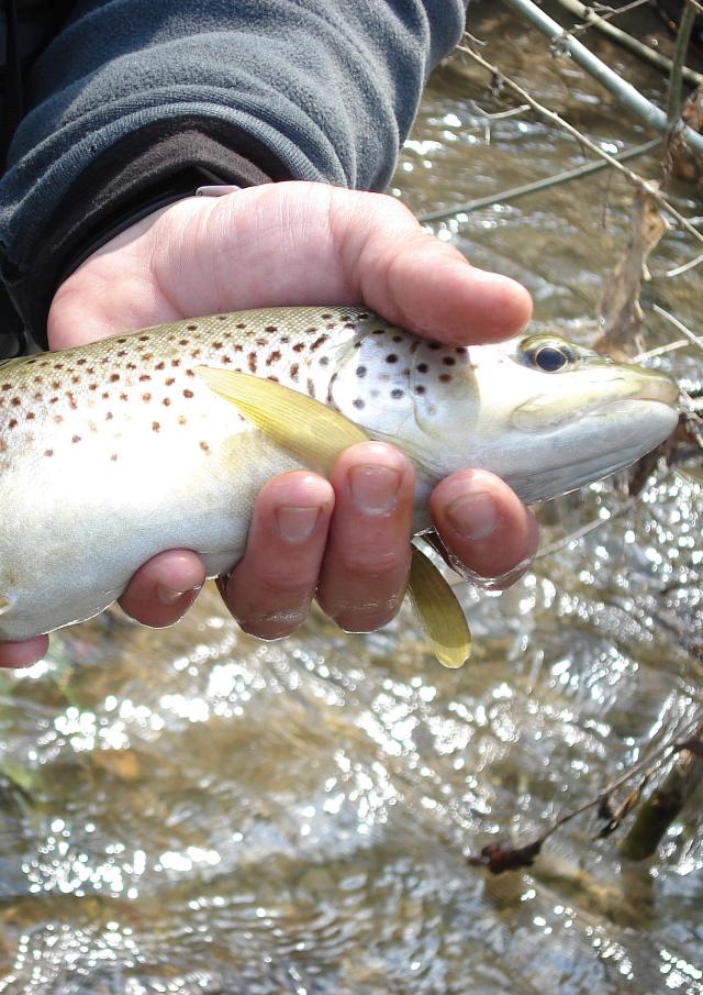 Truite fario rivière en Lozère.