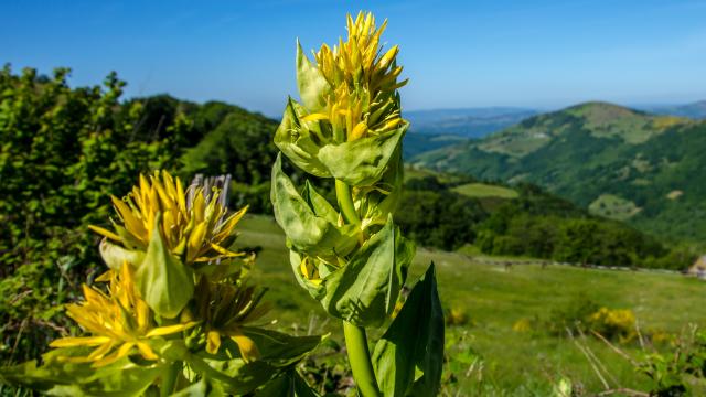 Fleurs de gentiane sur l'Aubrac - Lozère