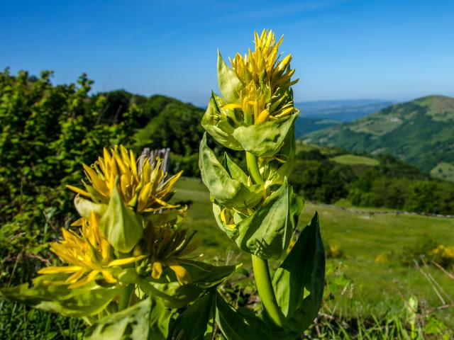 Fleurs de gentiane sur l'Aubrac - Lozère