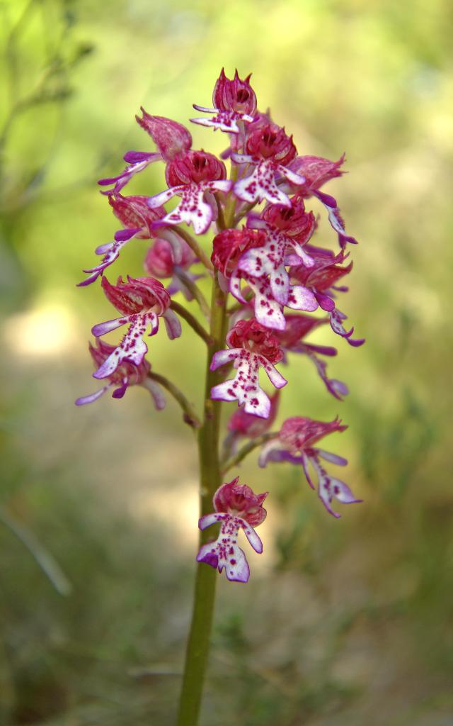 Orchidée sauvage rose et blanche