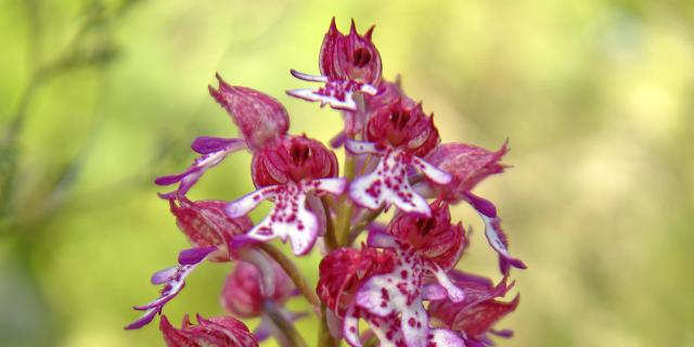 Orchidée sauvage rose et blanche