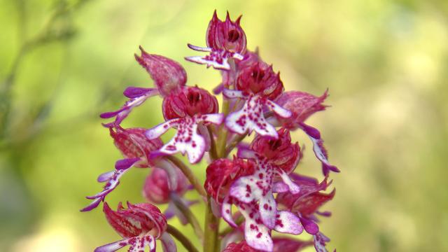 Wild pink and white orchid