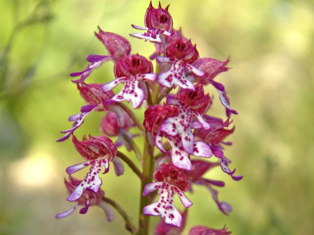 Wild pink and white orchid