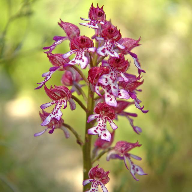 Orchidée sauvage rose et blanche