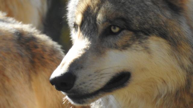 Loup au parc animalier 