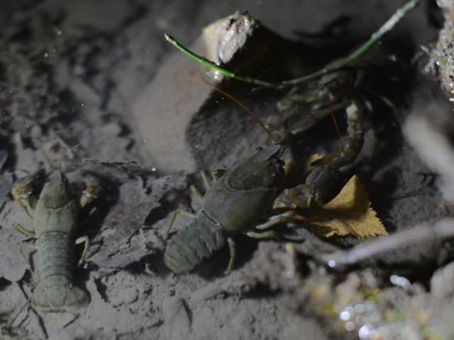 White-legged crayfish