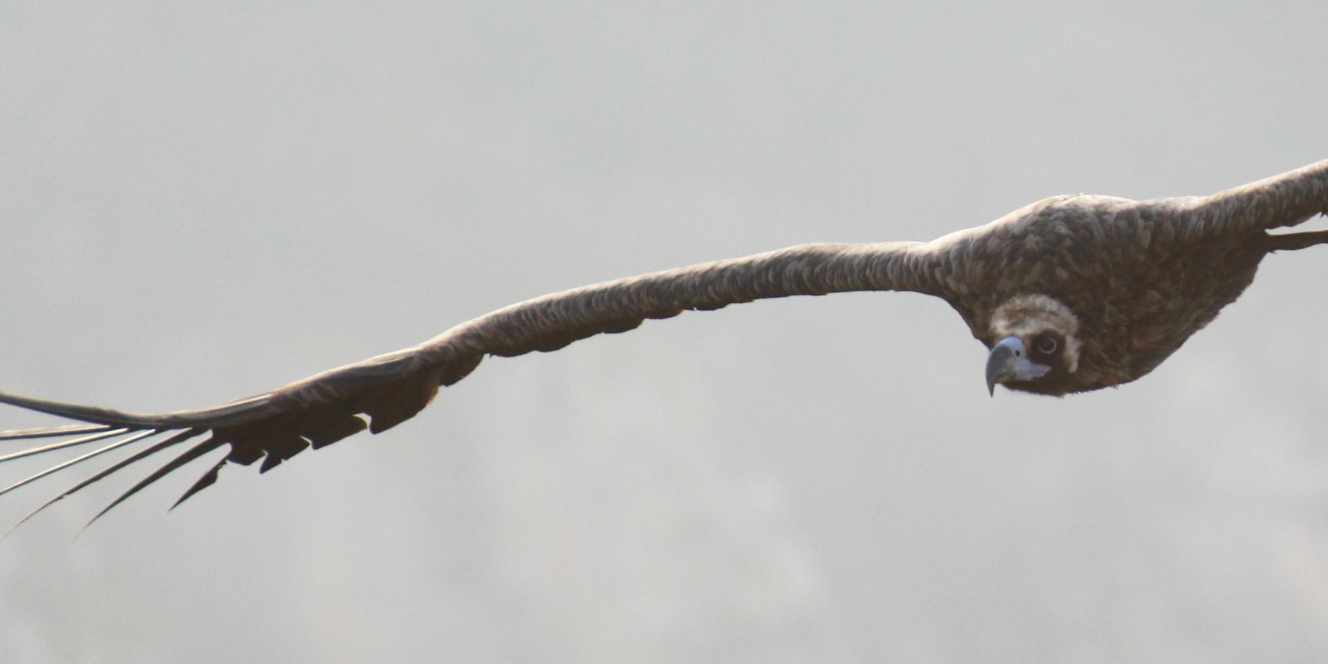 Black vultures in flight in the Gorges du Tarn et de la Jonte.