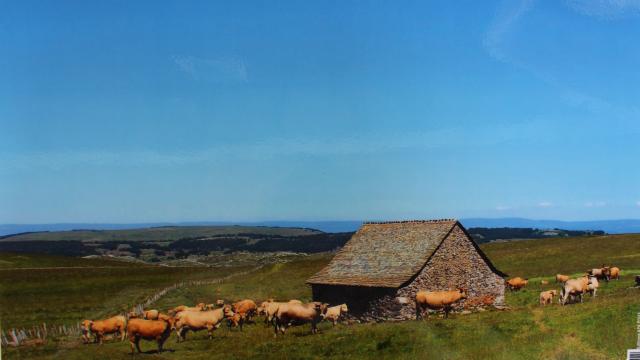 Buron et vaches sur le plateau de l'Aubrac