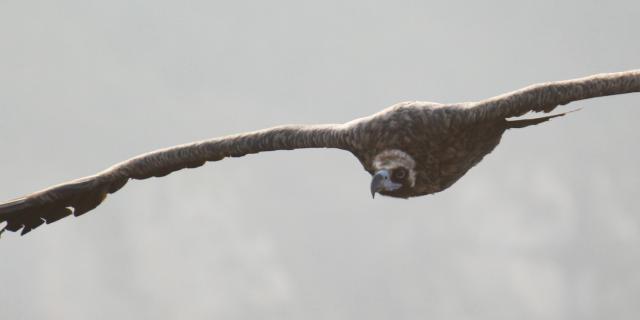 Black vultures in flight in the Gorges du Tarn et de la Jonte. One of Europe's largest birds of prey.