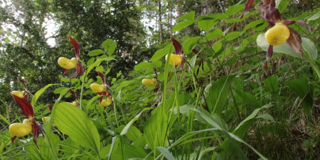 Orchidées sauvages 