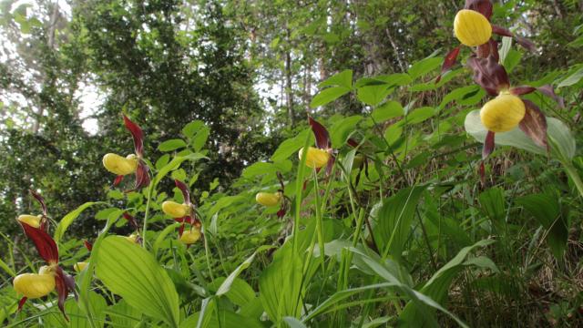 Orchidées sauvages 