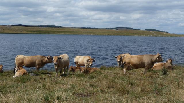 Vaches de race Aubrac au bord d'un lac en Aubrac