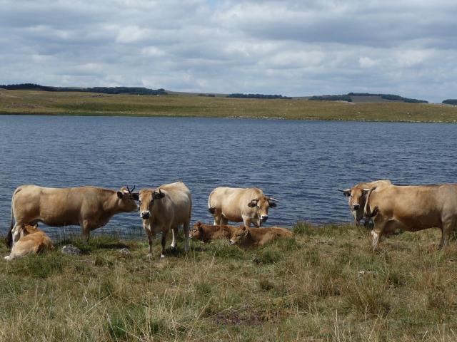 Vaches de race Aubrac au bord d'un lac en Aubrac