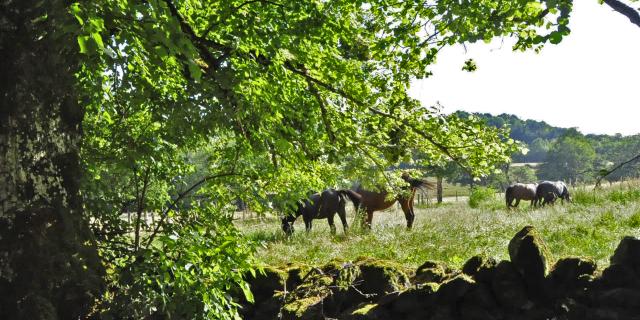 Chevaux au Brouillet sur le chemin de randonnée -Les grès rouge- Banassac