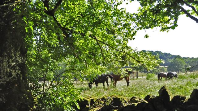 Horses at Brouillet on the hiking trail -Les grès rouge- Banassac