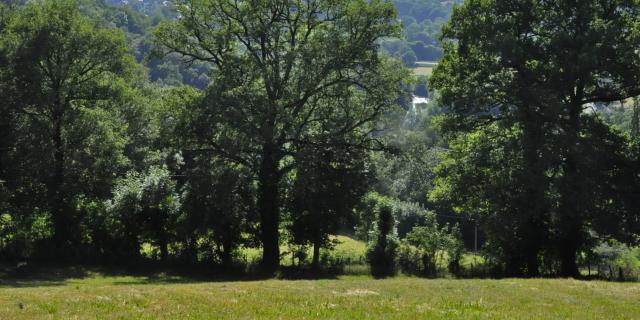 Paysage arboré sur le circuit pédestre 