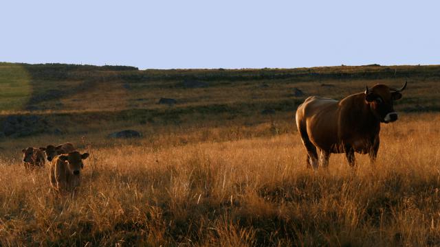 Troupeau de vaches de race d'Aubrac en Aubrac.