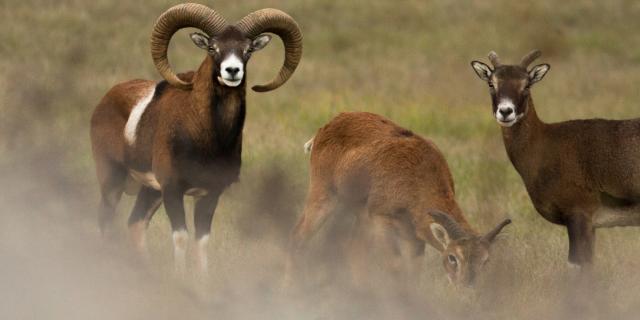 Mouflons dans les Gorges du Tarn