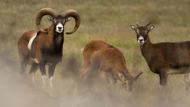 Mouflons dans les Gorges du Tarn