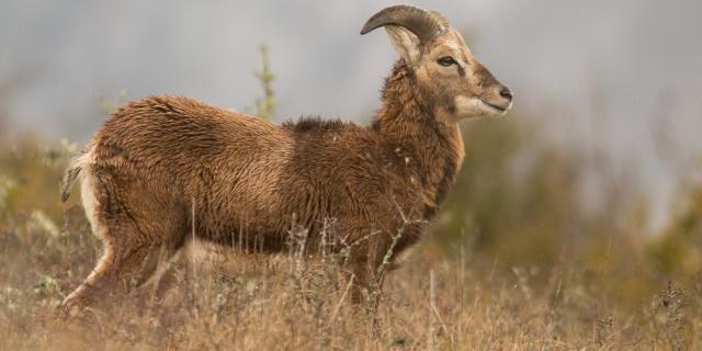 Mouflon dans les Gorges du Tarn