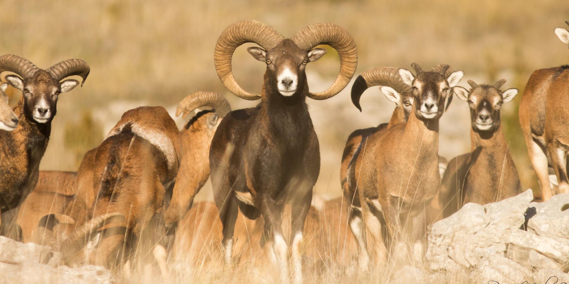 Mouflons dans les Gorges du Tarn