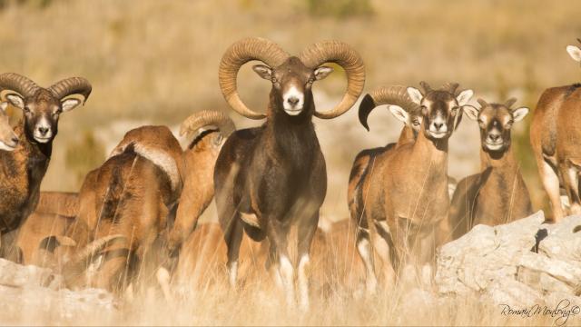 Mouflons in the Gorges du Tarn