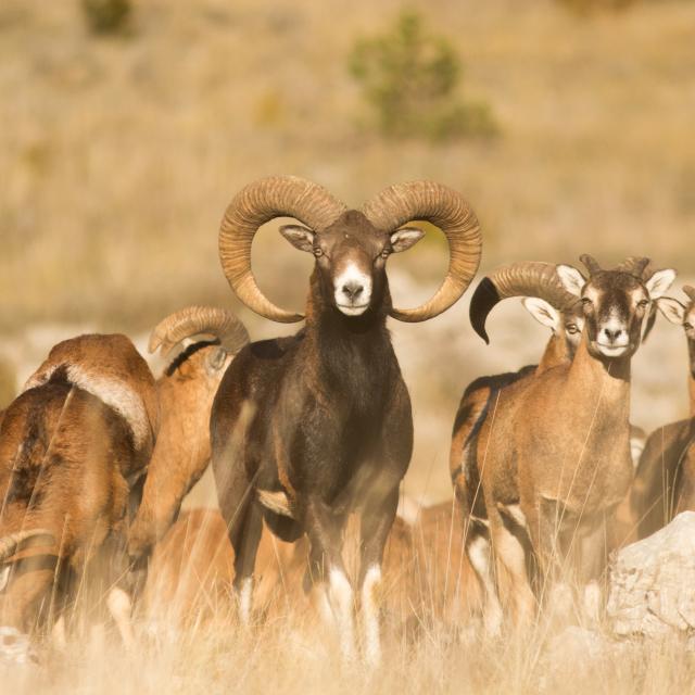 Mouflons in the Gorges du Tarn