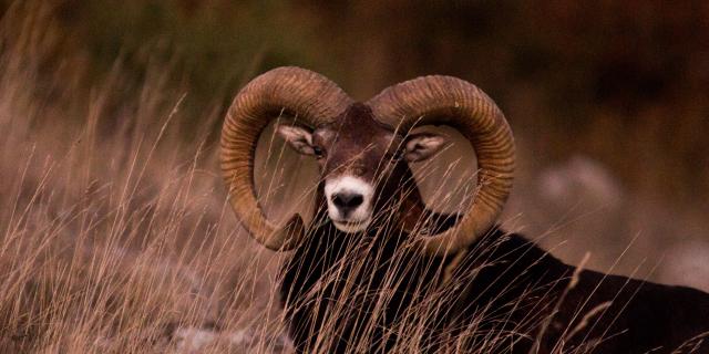 Mouflon in the Gorges du Tarn