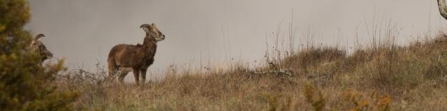 Mouflons dans les Gorges du Tarn