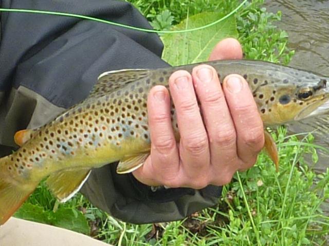 Truite fario, pêche en Lozère.