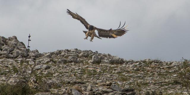 Vulture in the Gorges du Tarn about to land.