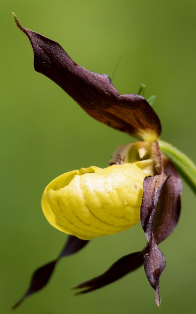 Orchidée sauvage 