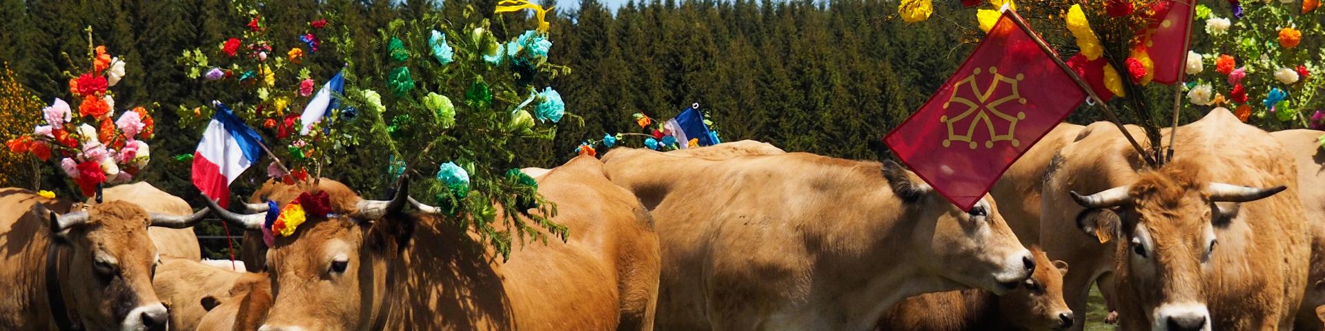 Transhumance on the Aubrac with cows decorated with branches of jeunets and multicolored paper flowers.