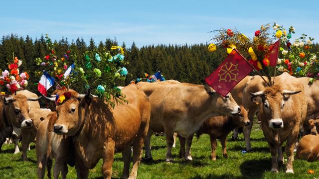 Transhumance sur l'Aubrac avec les vaches décorées de branchages de jeunets et de fleurs multicolores en papier.