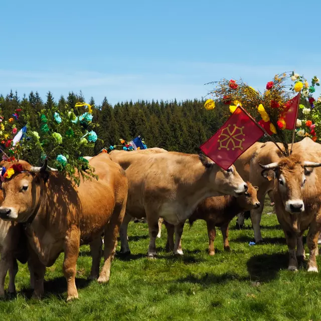 Transhumance sur l'Aubrac avec les vaches décorées de branchages de jeunets et de fleurs multicolores en papier.