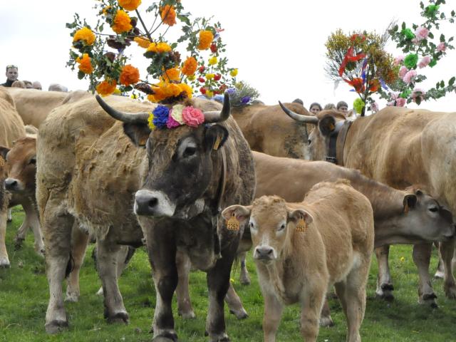 Vaches de race Aubrac , décorées pour la transhumance de Bonnecombe sur l'Aubrac le dimanche autour du 25 mai. Manifestations sur la journée avec défilé de plusieurs troupeaux, marché de produits locaux, animations festives et repas avec aligot.