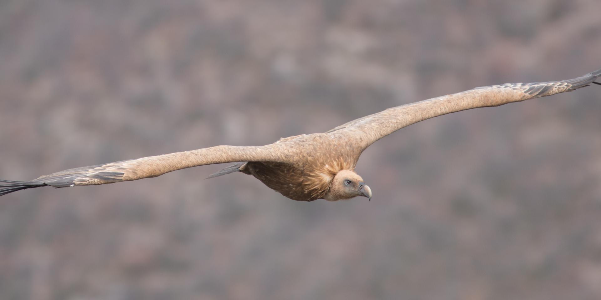 Griffon Vulture - Gorges du Tarn et de La Jonte