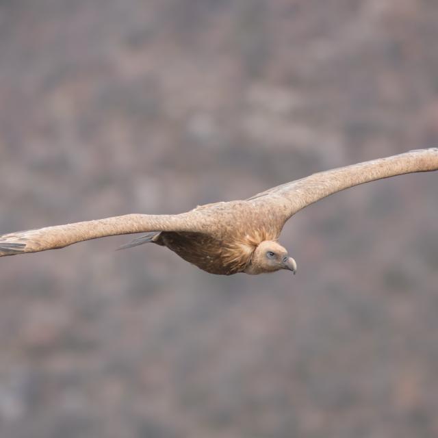 Griffon Vulture - Gorges du Tarn et de La Jonte