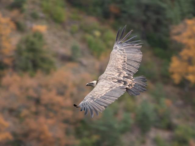 Vautour fauve en vol dans les Gorges du Tarn et de La Jonte.