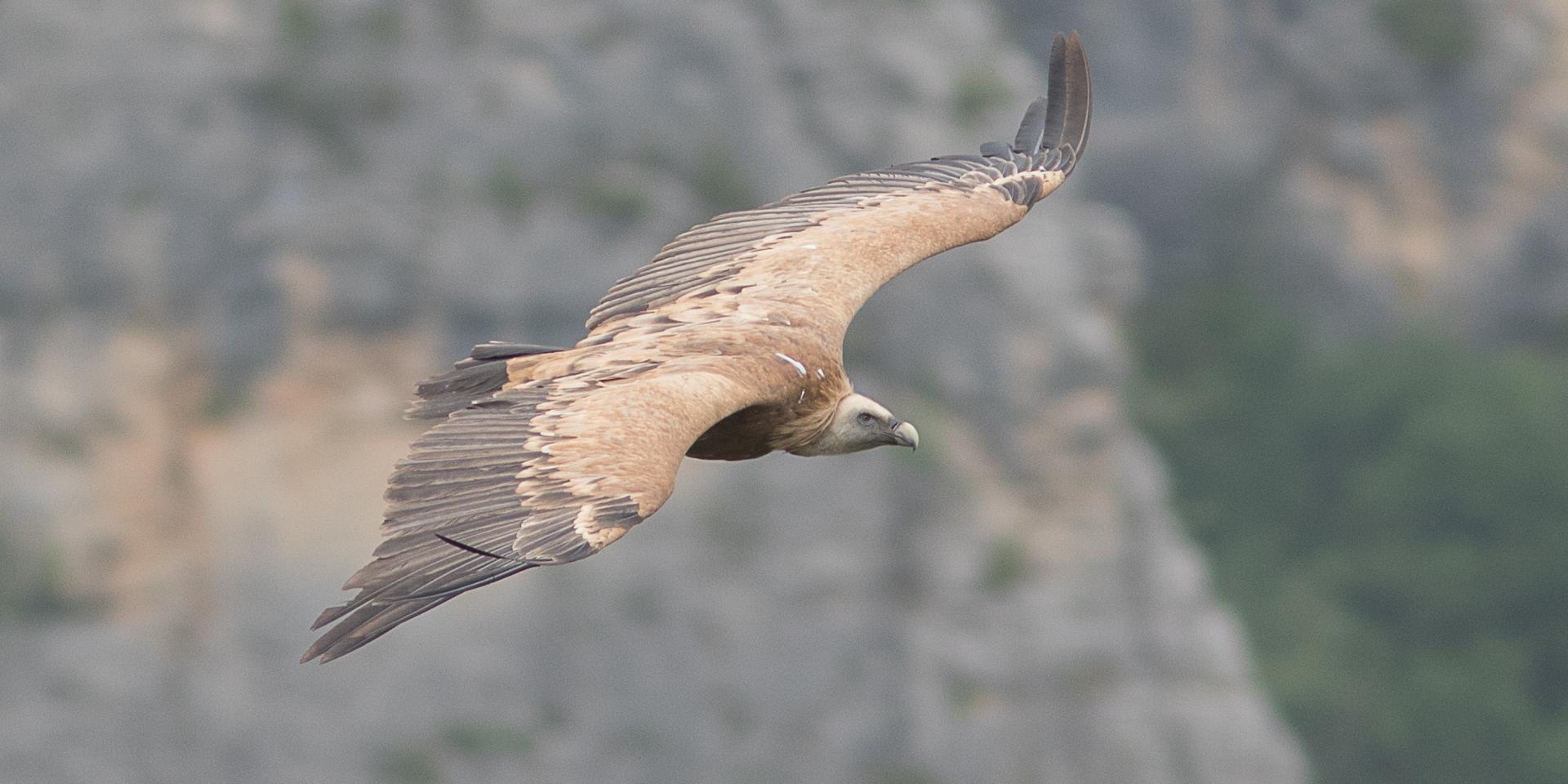 Griffon vulture in flight in the Jonte and Tarn Gorges.