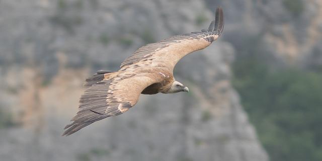 Vautour fauve en plein vol dans les Gorges de La Jonte et du Tarn.