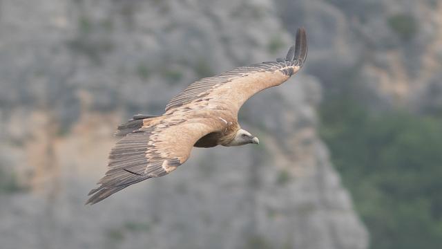 Vautour fauve en plein vol dans les Gorges de La Jonte et du Tarn.