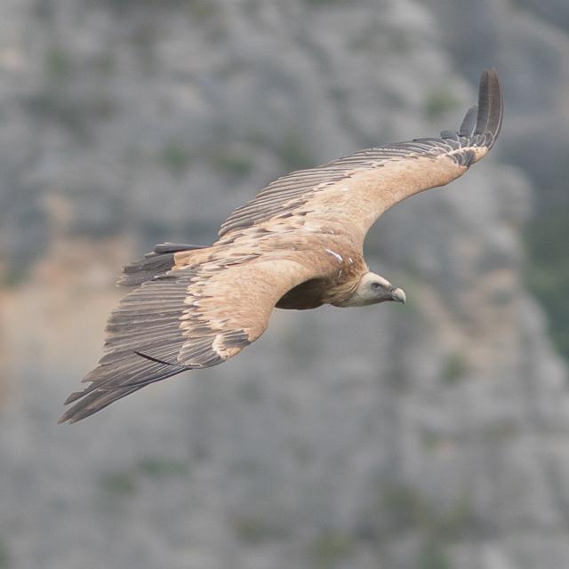 Vautour fauve en plein vol dans les Gorges de La Jonte et du Tarn.