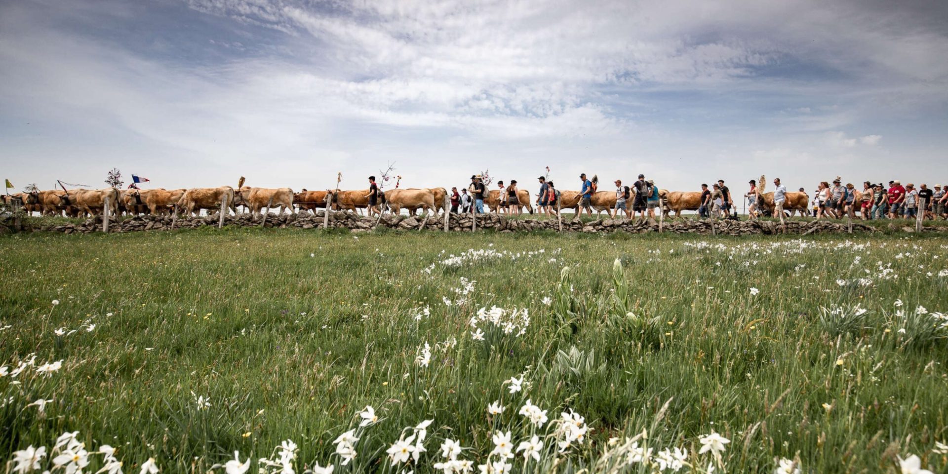 Transhumance sur l'Aubrac Aveyronnais.