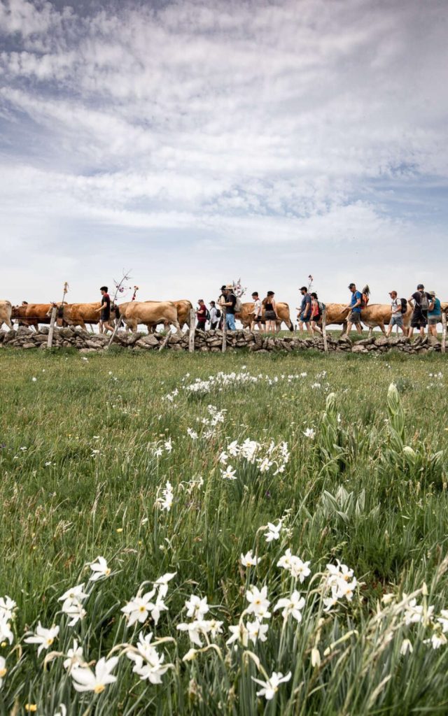 Transhumance on Aubrac Aveyronnais.